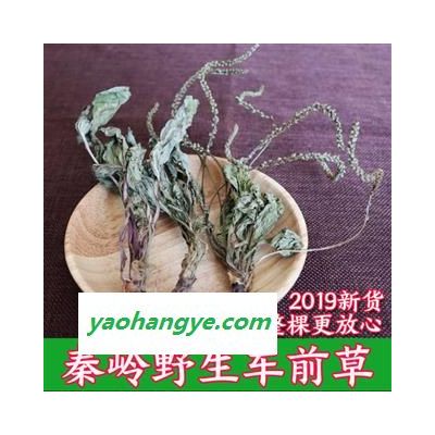 车前草 秦岭野生车前草 中药材车前草粉 车前草整颗500g免费磨粉