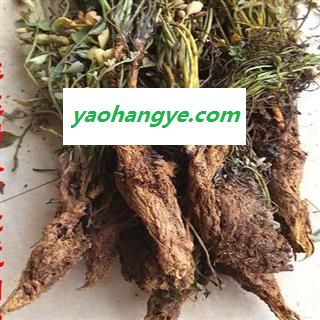 吉康药业带根全草 岩黄连 岩黄莲 岩连 产地 广西图1