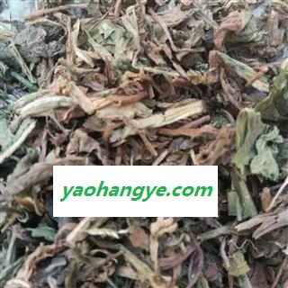蒲公英 家种蒲公英选段 产地 山东省图1