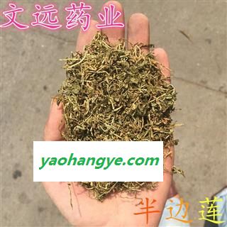 半边莲 水洗 精选统货 产地 安徽省图1