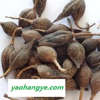 连翘 青翘 颜色好 足干 产地 山东省 国药堂 专注品质图1