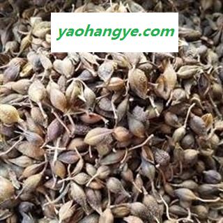 连翘 青翘水煮（汽蒸）统货 产地 山西省图1