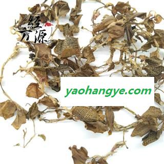 【包邮】金线莲 优选 干净 味浓 仿野生一级金线莲【良心经营 品种齐全】图1