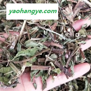 薄荷 中药材薄荷吸尘净货 产地 河北省安国市场批发零售大全薄荷多少钱图1