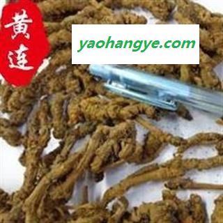 黄连 黄连单枝统货 产地 四川省图1