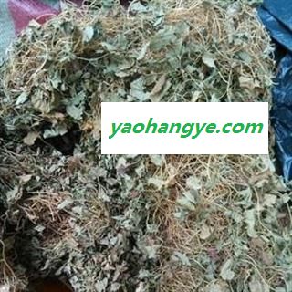 吉康药业马蹄金 金精草黄胆草 小金钱草螺 丕草 小马蹄草 荷包草 落地金钱图1