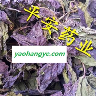 紫苏叶 赤苏 紫苏 皱苏 尖苏 香苏叶 鸡冠紫苏 子苏图1