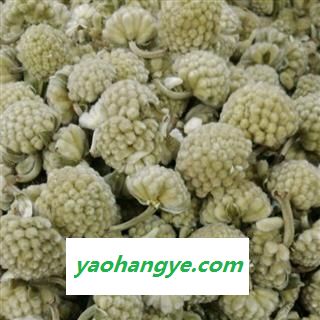 【绿萝花】西藏野生 特级 雪丽花 绿罗花 大花 新货图1