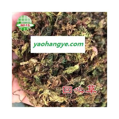 回心草 回心草  颜色好 产地 云南省 买好药找娟子 【品质齐全 诚信经营】