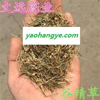 谷精草 精选水洗 产地 湖南省图1