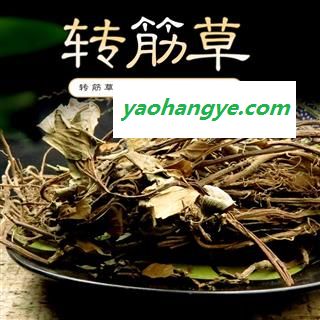 转筋草又名：长青草 雪山苓、捆仙绳、富贵草、转筋草产地湖背省野生冷备药材图1