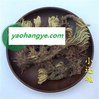 小还魂 小叶还魂草 小卷柏 小还魂 复活草 统 产地 广西壮族自治区玉林市图1