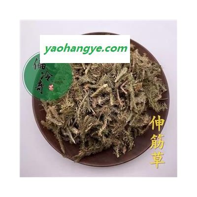 伸筋草 统货 产地 广西壮族自治区柳州市