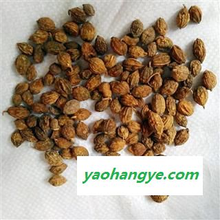 娟子中药 益智仁 统货 产地 海南省海口市龙华区图1
