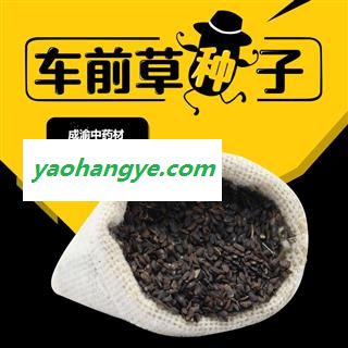 车前草种子图1