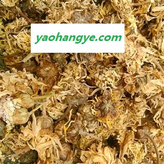 菊花 无硫亳菊花 产地 安徽省图1
