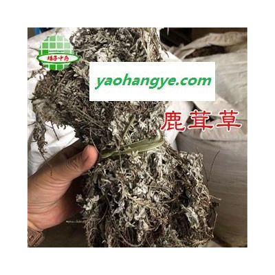 鹿茸草 野生 白毛鹿茸草 产地 内蒙古自治区 买好药找娟子