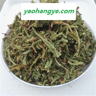 伸筋草 通货颜色青 产地 云南省图1