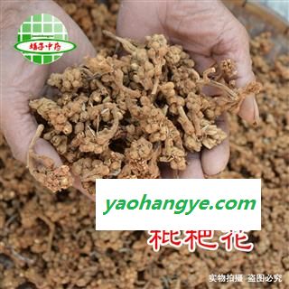 枇杷 枇杷花 产地 四川省 买好药找娟子图1