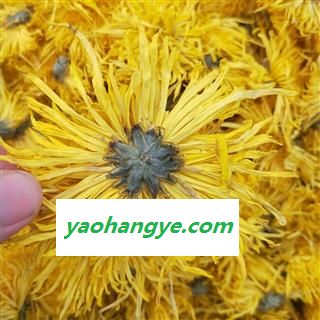菊花 金丝皇菊茶用 产地 安徽省图1