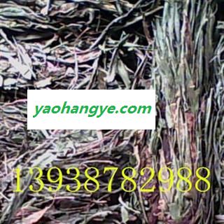 马鞭草，马蹬草， 统 产地 河南省图1