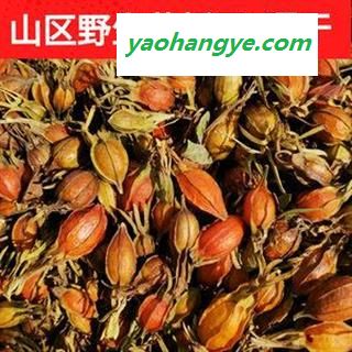 栀子 野生 江西红栀子 黄栀子 含量足 产地 江西省 买好找娟子图1