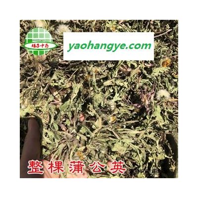 蒲公英 整棵蒲公英 家种蒲公英绿色统货 产地 河北省  买好药找娟子