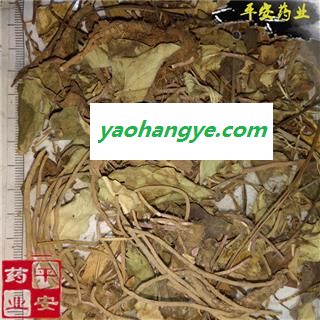 平安药业 兔儿风  金边兔耳 一把伞 南天扇 伞把草 贴骨伞 破阳伞 铁凉伞 雨伞草 雨伞菜 龙头七图1