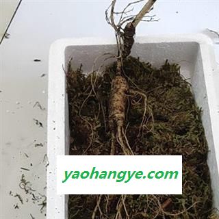 人参 15年新鲜林下山参苔藓包装可保鲜3个月左右现挖现卖产地直供 产地 吉林省白山市抚松县图1