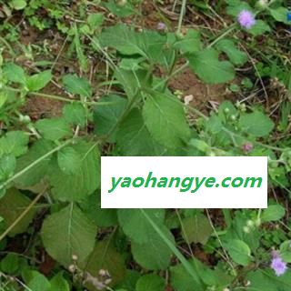 野生全草切断狗仔花 咸虾花 狗崽花无硫干品图1