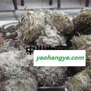 天山野生雪莲花   产地新疆   库存5图1