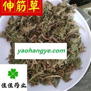 伸筋草 大伸筋 筋骨草 好统货 颜色好 供应各种中药材 中草药 产地 云南省图1