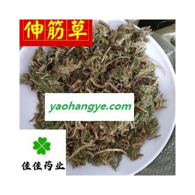 伸筋草 大伸筋 筋骨草 好统货 颜色好 供应各种中药材 中草药 产地 云南省