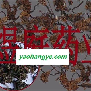 煜庭药业 建兰花 燕草 八月兰 秋兰 正品图1