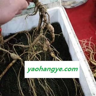 人参 百年新鲜野山参苔藓包装可保鲜6个月左右重50克左右产地直供 产地 吉林省白山市抚松县图1