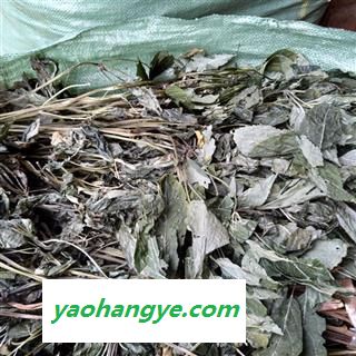 （包邮）三七 特级三七叶 产地 云南省文山壮族苗族自治州文山县 库存 8000公斤可售图1