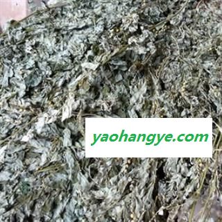 安祁名药正品叶下珠 珍珠草 龙珠草图1