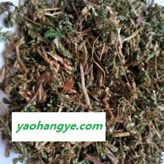 诺源中药材翠云草 龙须   剑柏  绿绒草图1