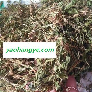 诺源药材行一支箭 一支箭 青藤 蛇咬子 瓶尔小草 产地 陕西省图1