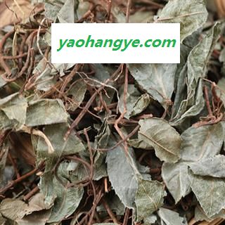 诺源药材行中药材优质正品平地木 不出林 四叶茶图1