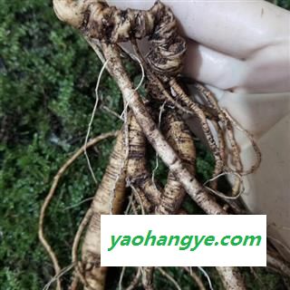 人参 长白山新鲜野山参国家权威鉴定苔藓包装保鲜时间三个月以上产地直 产地 吉林省白山市抚松县图1