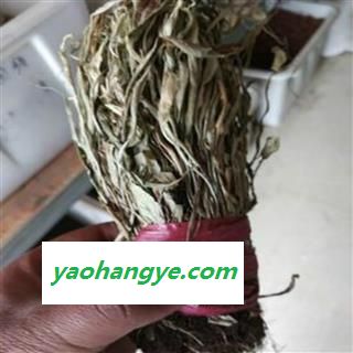 诺源药材行中药材马蹬草 还阳草 小石苇图1