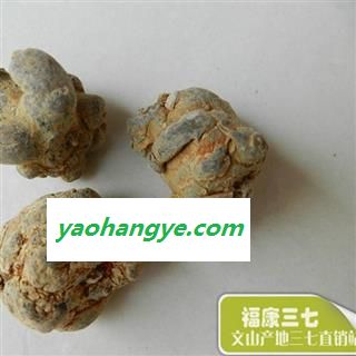 特级文山三七无数头到15头 质量咨询15288688820图1