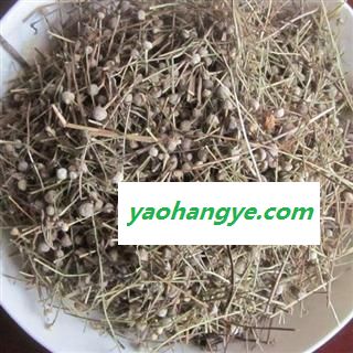 谷精草 统 国药堂 专注品质 产地 湖南省图1