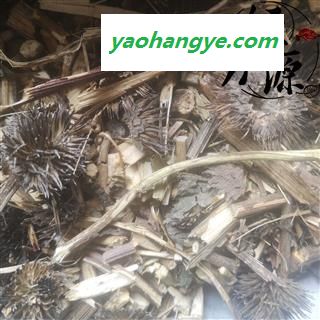 紫锥菊T 紫锥花、紫锥菊、紫松果菊 松果菊  统 产地 辽宁省图1