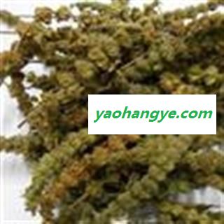 荆芥穗 统 产地 河北省保定市安国市图1