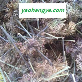 （包邮）特级文山三七老花盘图1