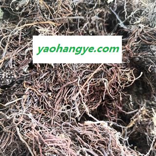 诺源药材行中药材正品冷背中药材福寿草 献岁菊图1