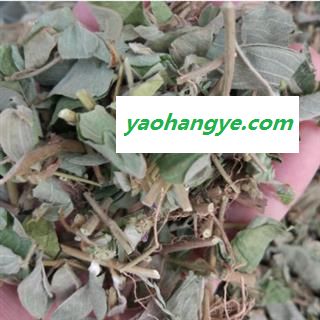 诺源药材行中药材过路黄 金钱草  连线草 铜钱草图1