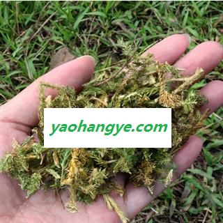 诺源药材行中药材伸筋草 舒筋草图1